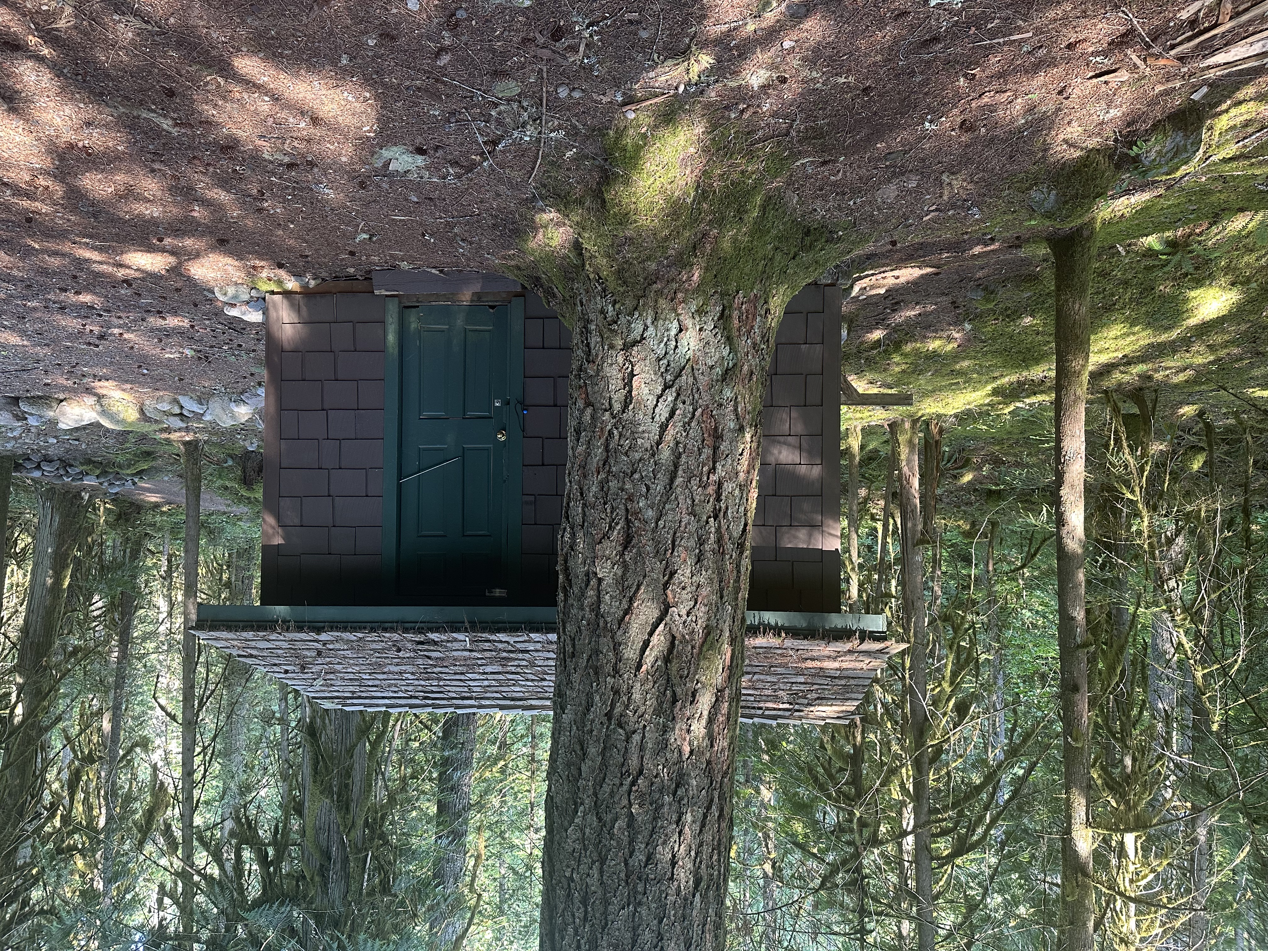 The cabin in the forest